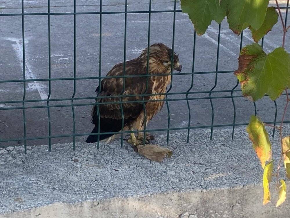 Yaralı şahini itfaiye kurtardı