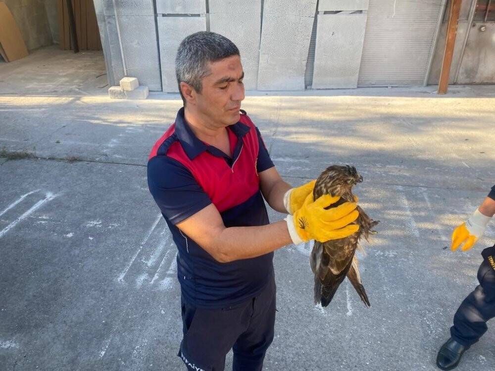 Yaralı şahini itfaiye kurtardı