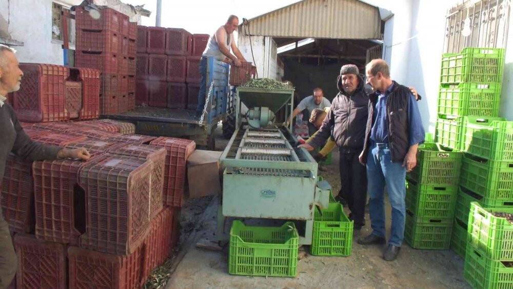 Balıkesir’de yeşil zeytin alımına başlandı