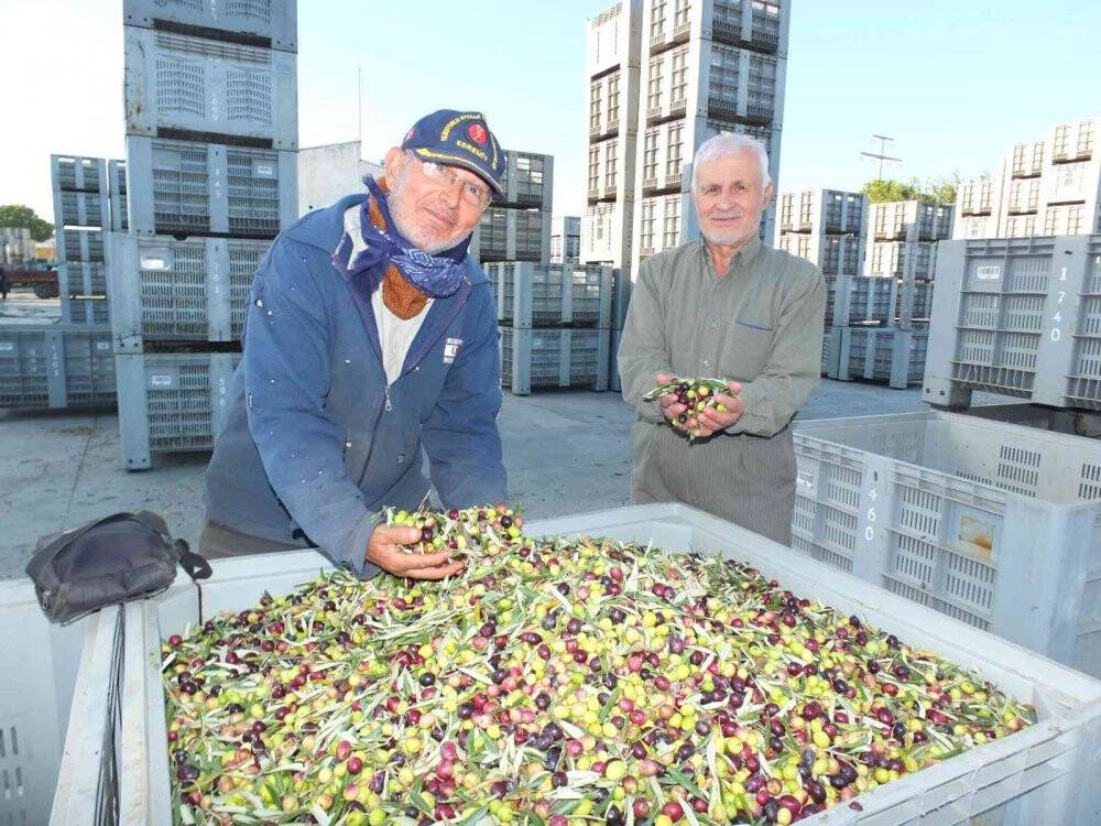 Balıkesir’de yeşil zeytin alımına başlandı