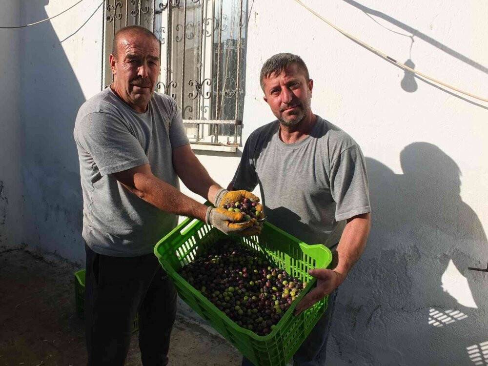 Balıkesir’de yeşil zeytin alımına başlandı