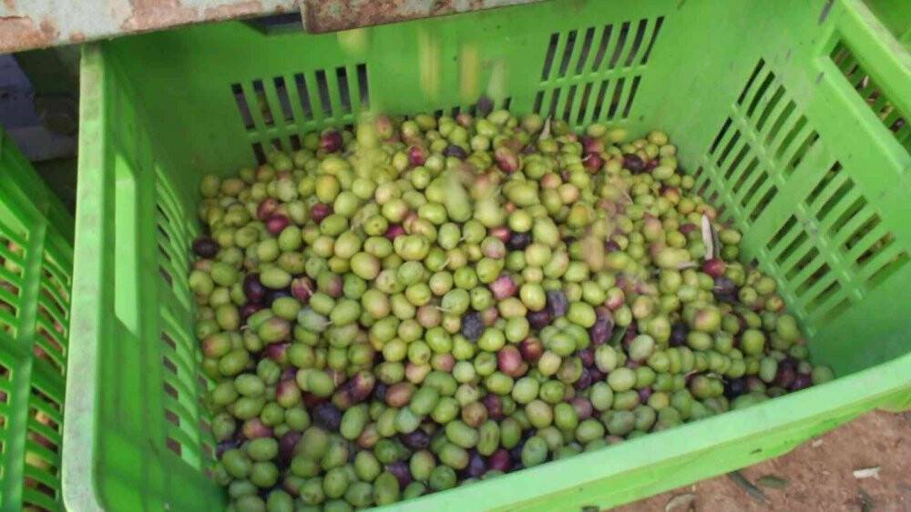 Balıkesir’de yeşil zeytin alımına başlandı