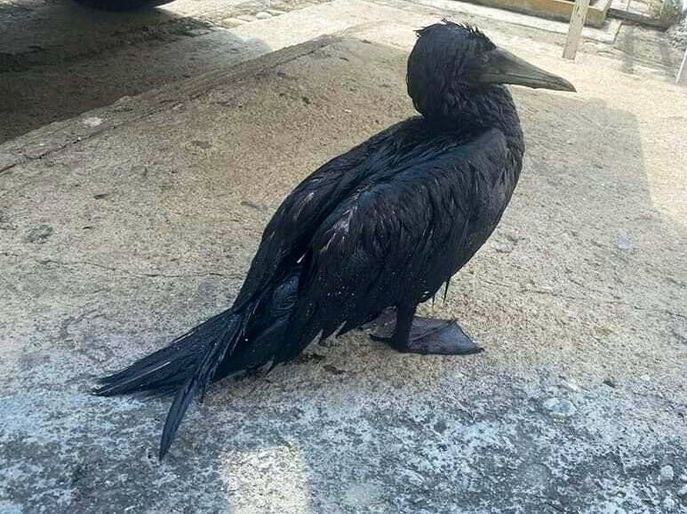 Meksika’da petrol sızıntısı: 8 kilometrelik sahil şeridi kirlendi