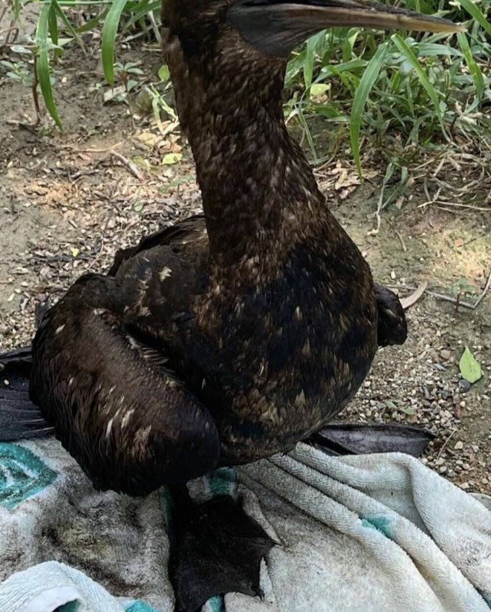 Meksika’da petrol sızıntısı: 8 kilometrelik sahil şeridi kirlendi