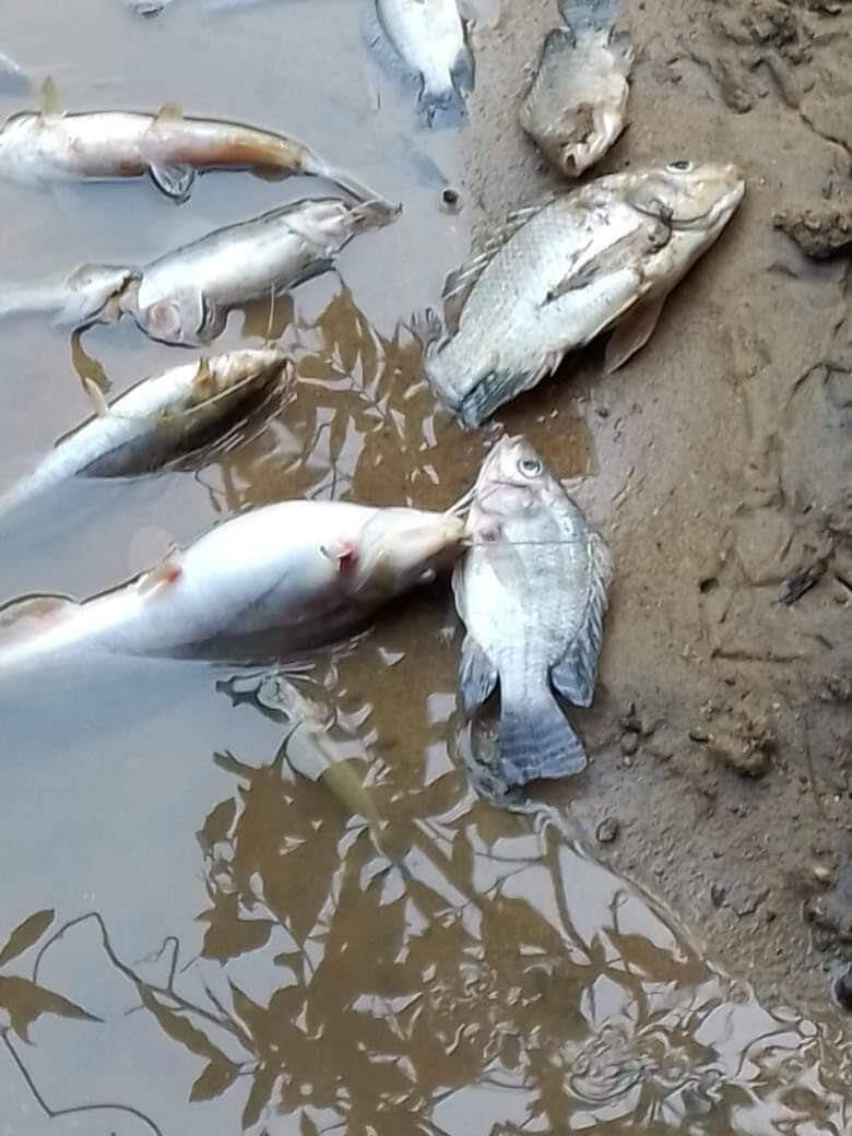 Meksika’da petrol sızıntısı: 8 kilometrelik sahil şeridi kirlendi