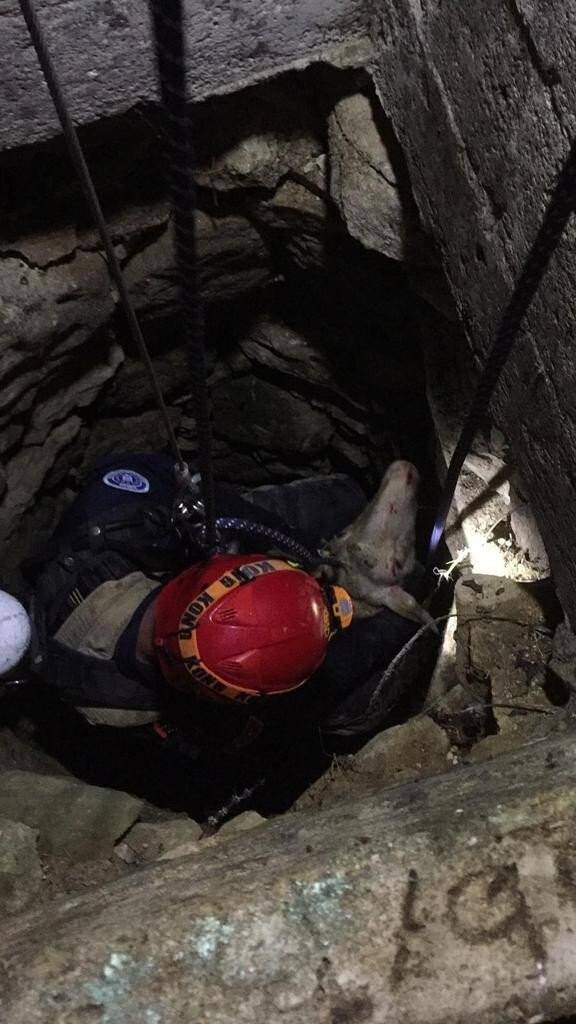 Kuyunun dibindeki koyunu itfaiye kurtardı