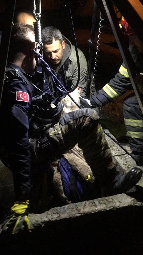 Kuyunun dibindeki koyunu itfaiye kurtardı