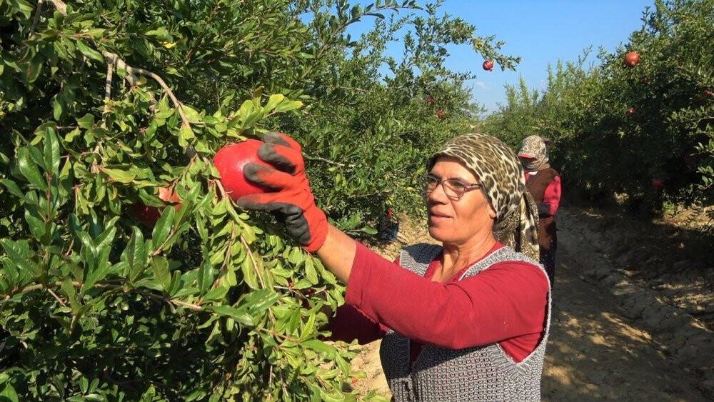 Denizli narının Avrupa’ya ihracat yolculuğu başladı
