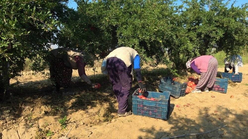 Denizli narının Avrupa’ya ihracat yolculuğu başladı