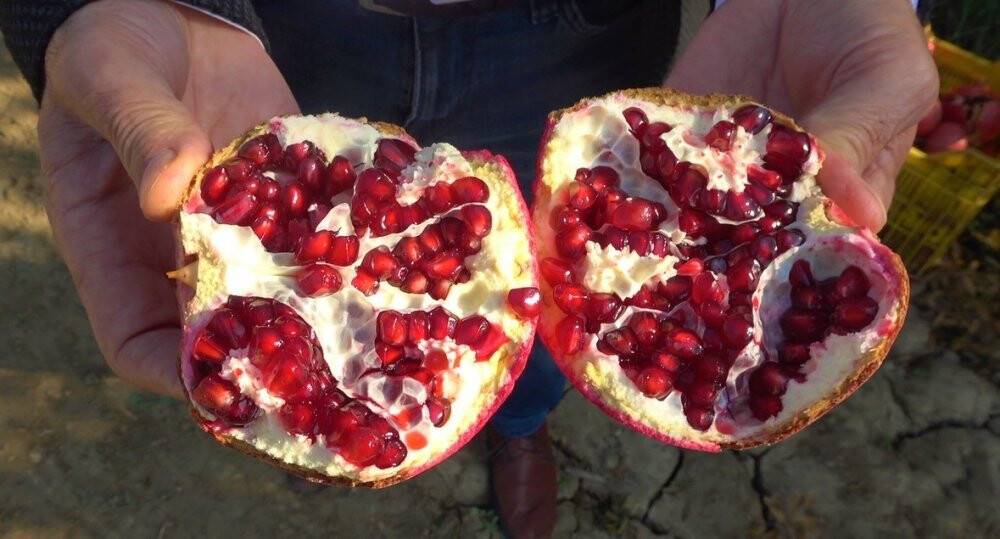 Denizli narının Avrupa’ya ihracat yolculuğu başladı