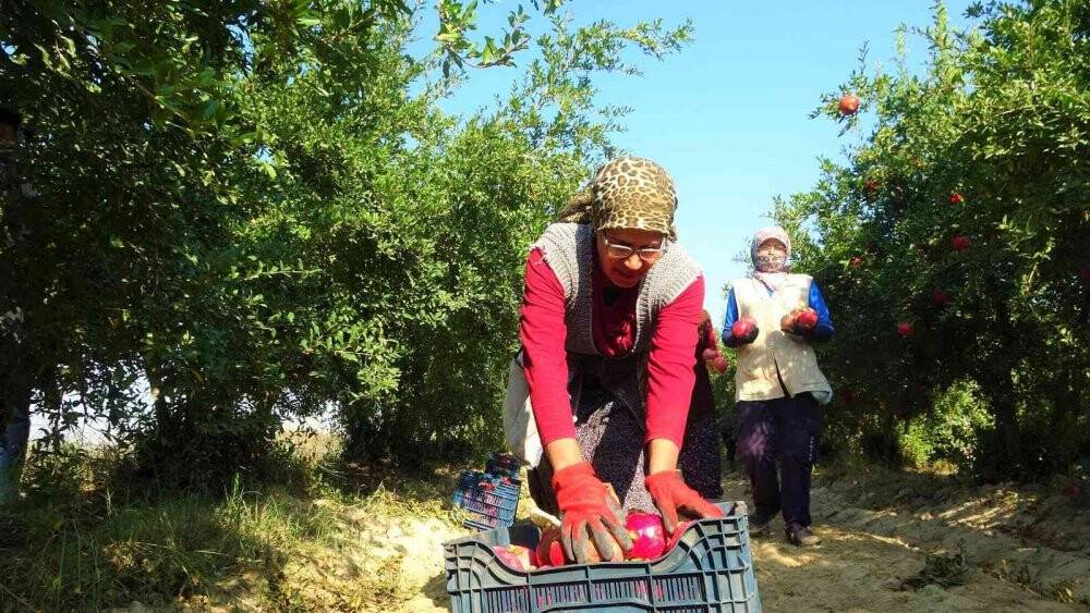 Denizli narının Avrupa’ya ihracat yolculuğu başladı