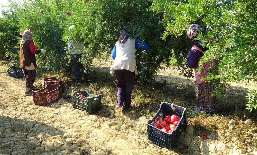Denizli narının Avrupa’ya ihracat yolculuğu başladı