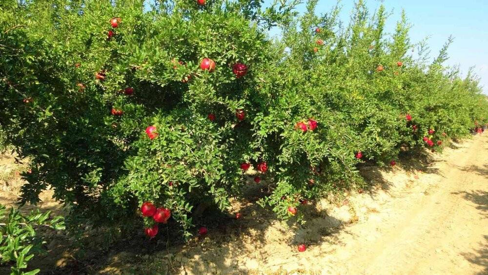 Denizli narının Avrupa’ya ihracat yolculuğu başladı