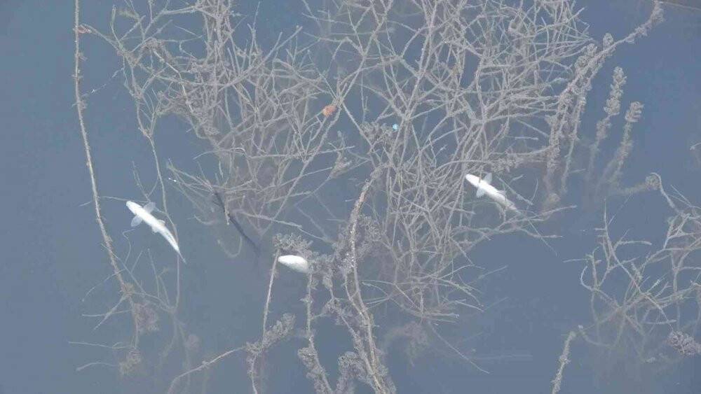 Manavgat’ta sulama kanalında balık ölümleri