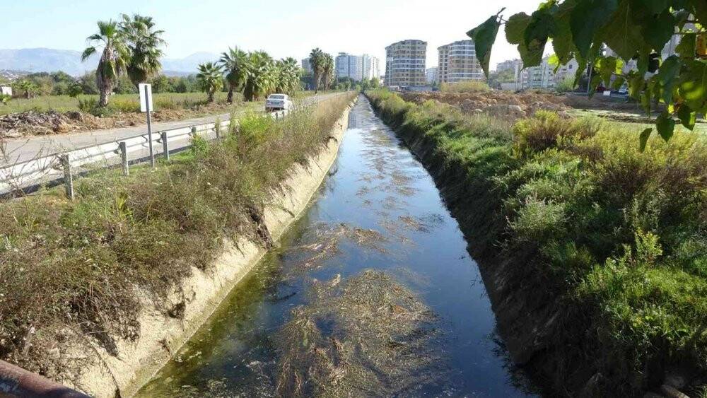 Manavgat’ta sulama kanalında balık ölümleri