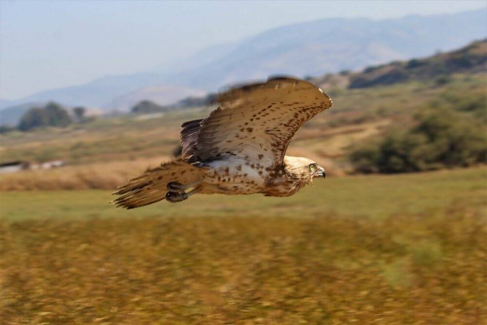 Balıkçıların dikkati, yılan kartalını kurtardı