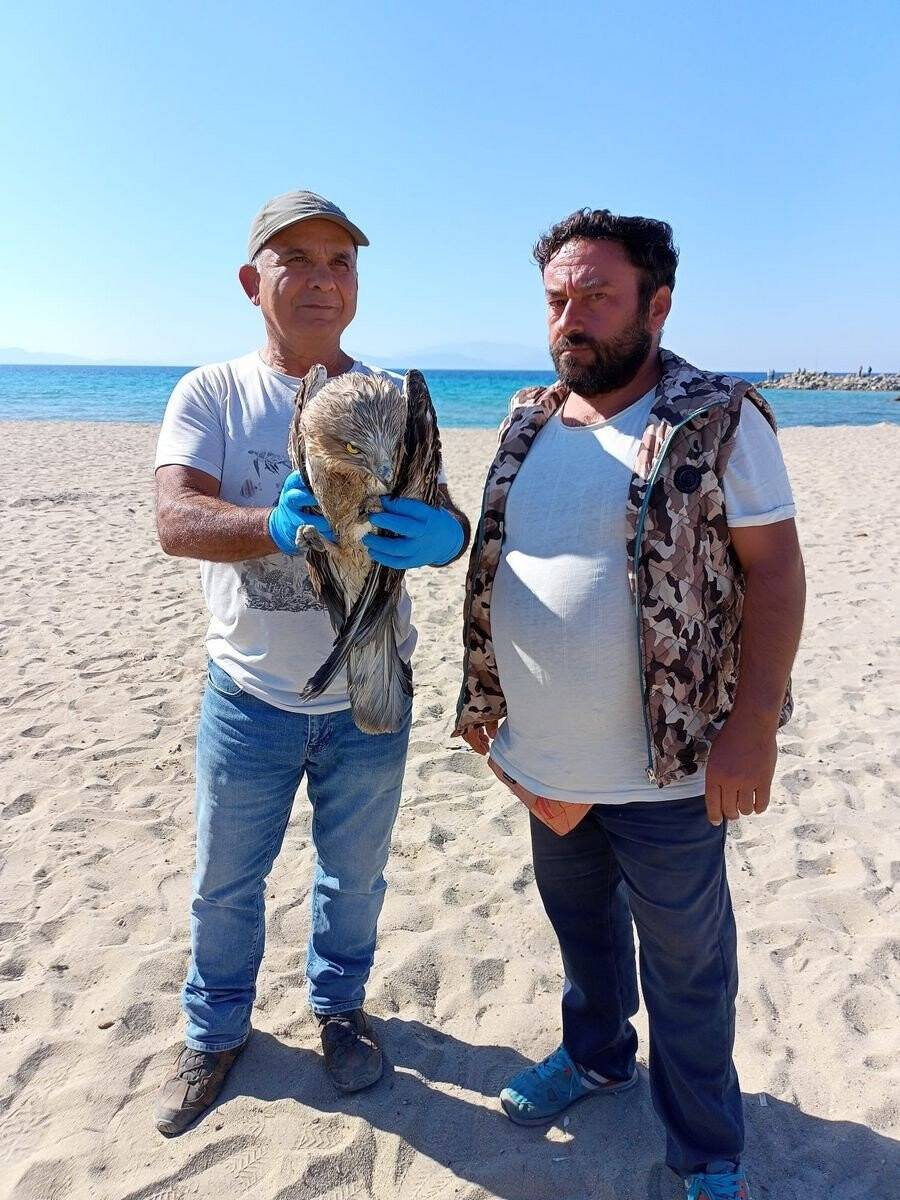 Balıkçıların dikkati, yılan kartalını kurtardı
