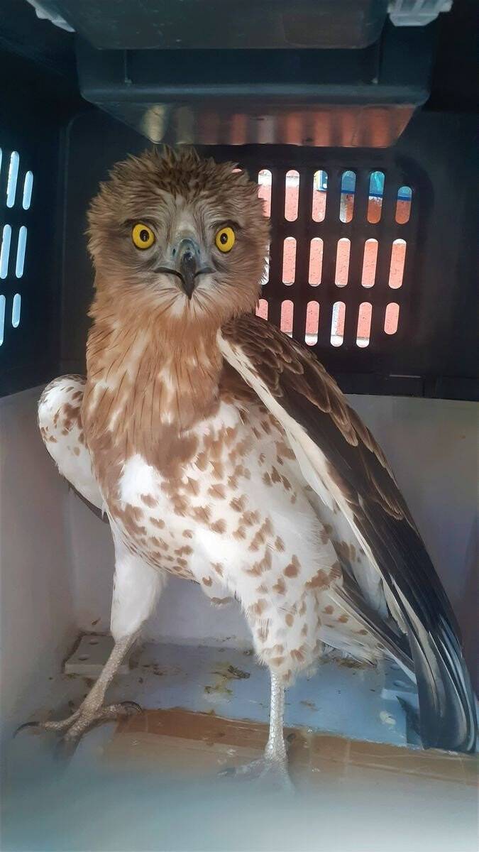 Balıkçıların dikkati, yılan kartalını kurtardı