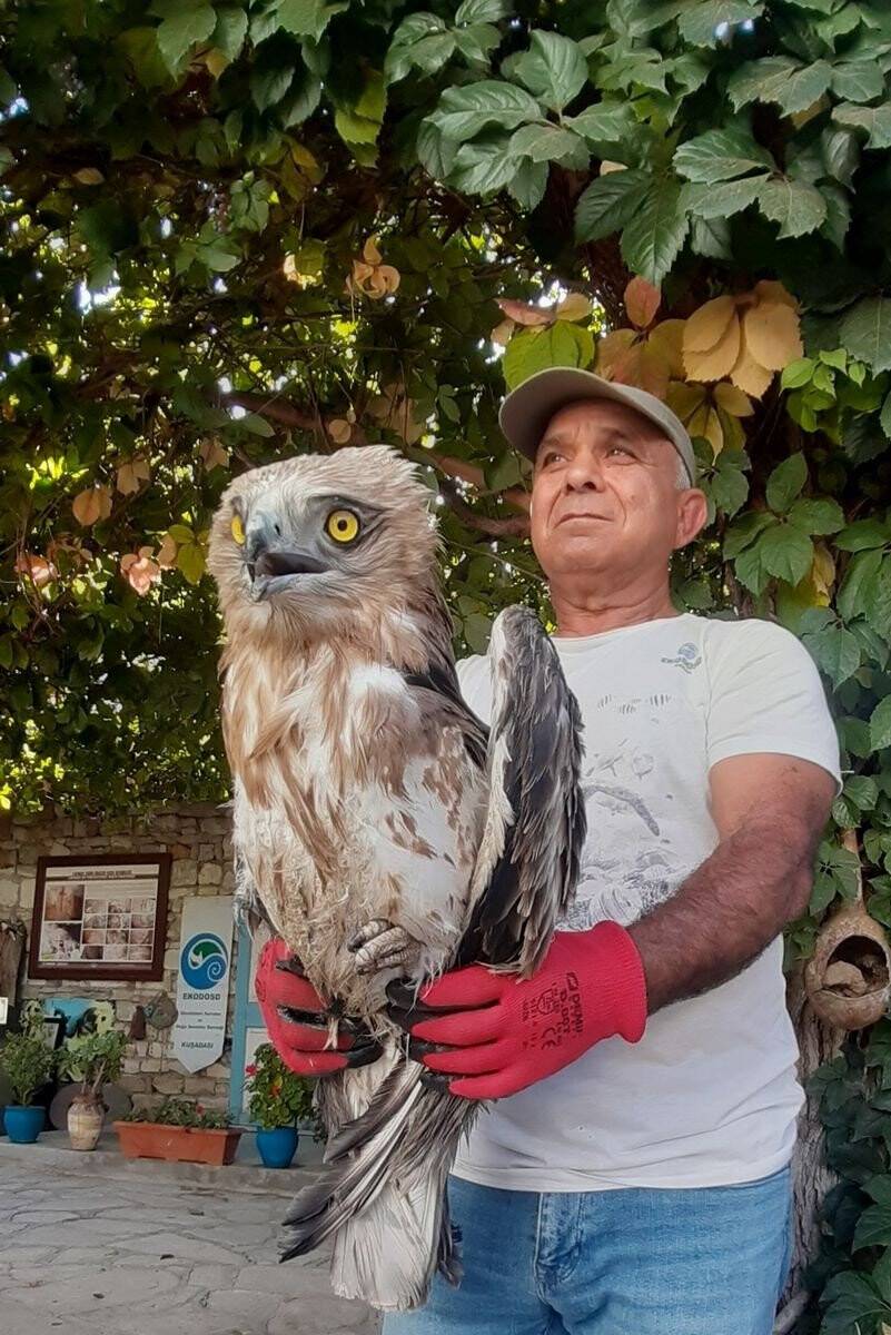 Balıkçıların dikkati, yılan kartalını kurtardı