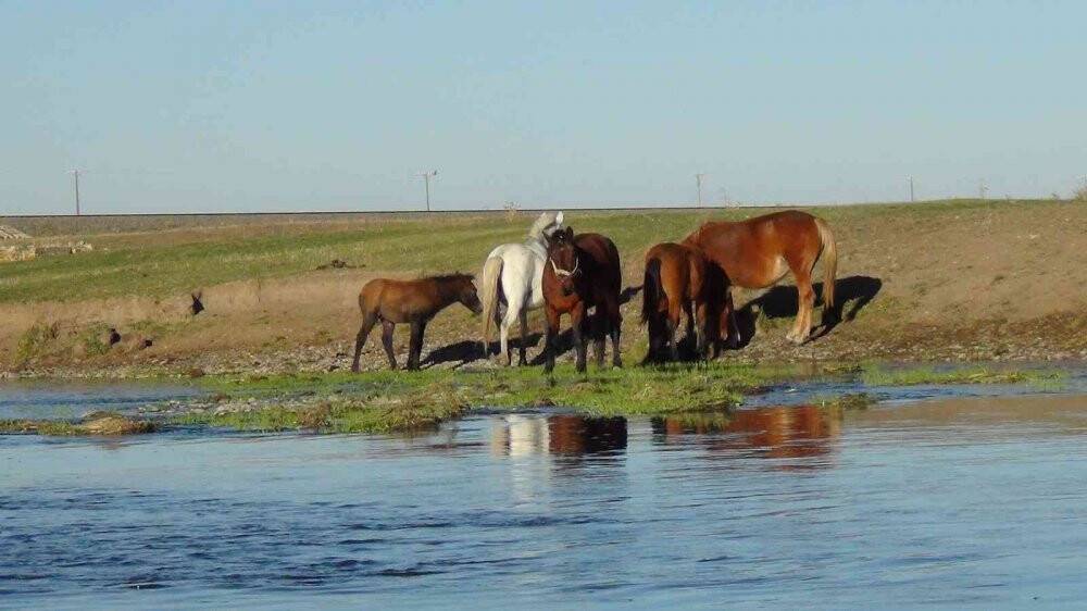 Kars’ta yılkı atları doğal ortamında görüntülendi