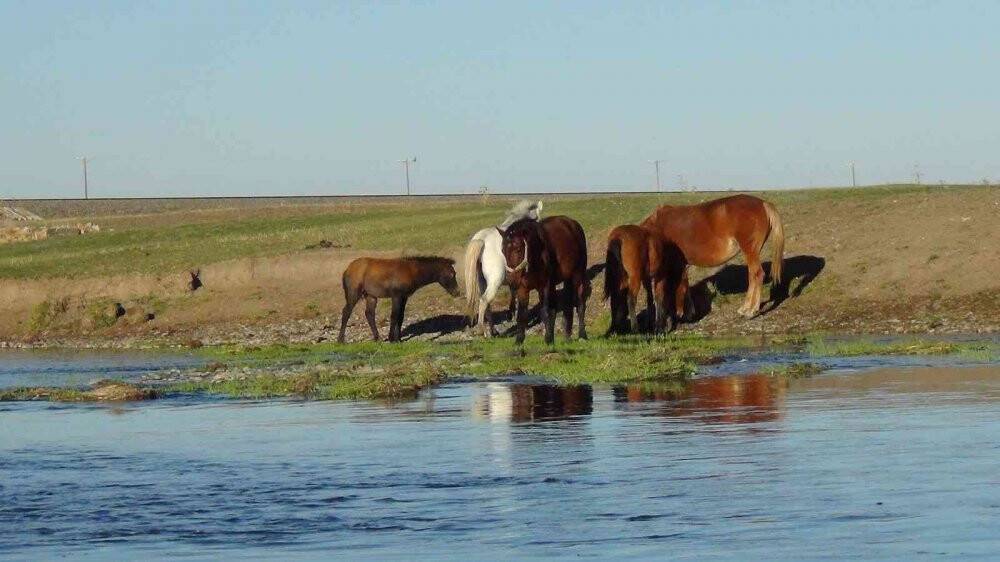 Kars’ta yılkı atları doğal ortamında görüntülendi