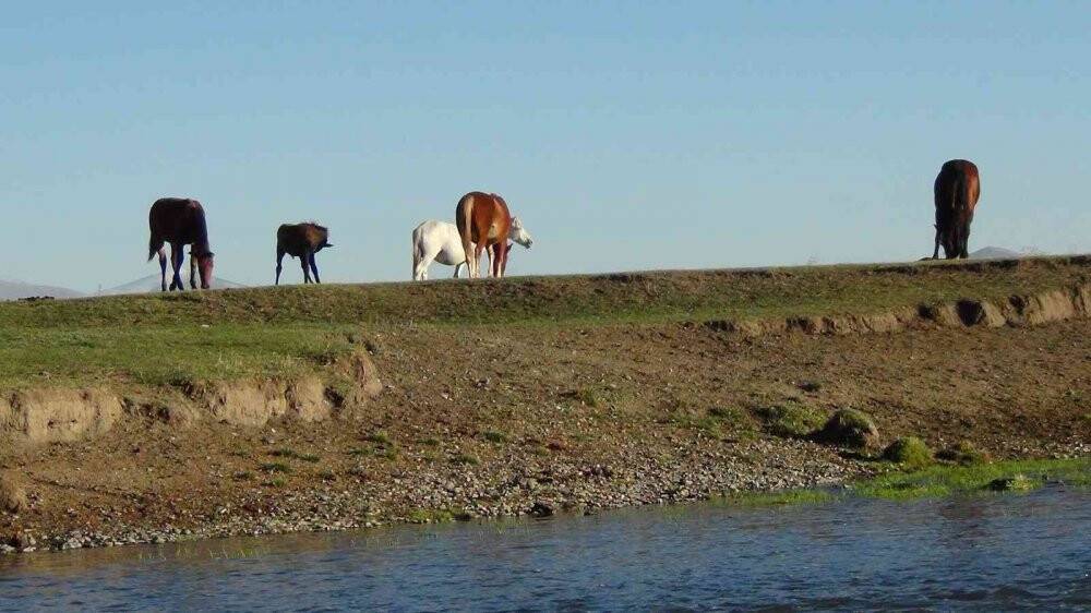 Kars’ta yılkı atları doğal ortamında görüntülendi