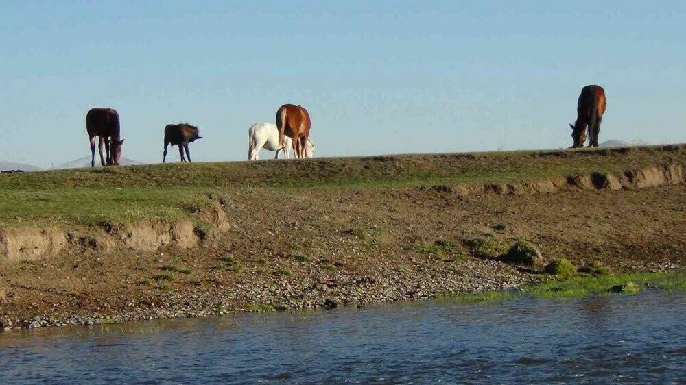 Kars’ta yılkı atları doğal ortamında görüntülendi