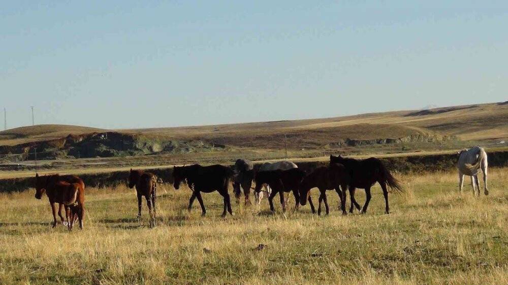 Kars’ta yılkı atları doğal ortamında görüntülendi
