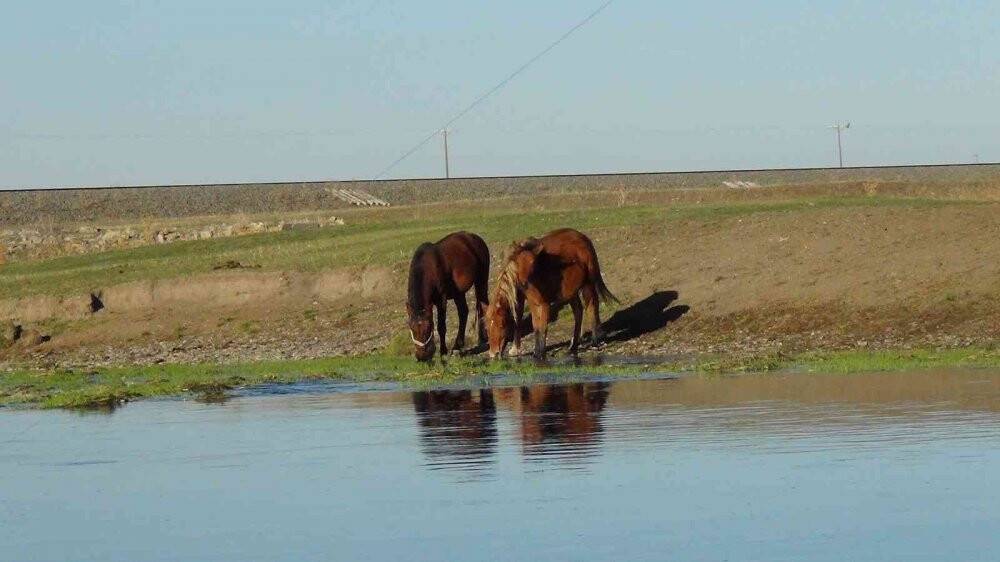 Kars’ta yılkı atları doğal ortamında görüntülendi