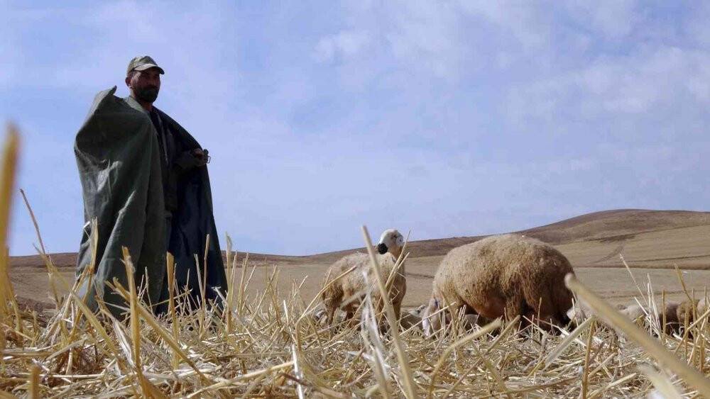 Çobanlık mesleği bilimselleşti