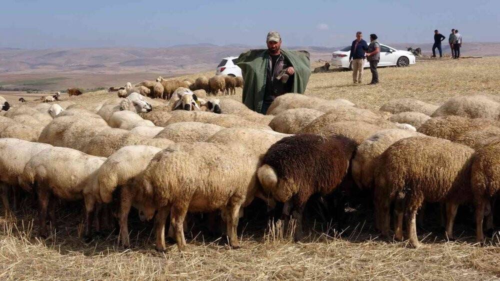 Çobanlık mesleği bilimselleşti