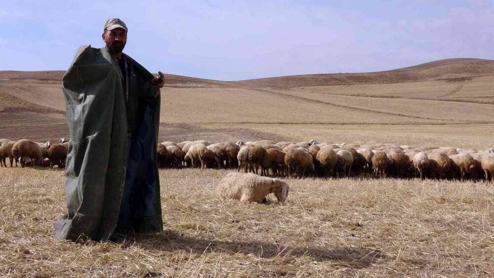 Çobanlık mesleği bilimselleşti