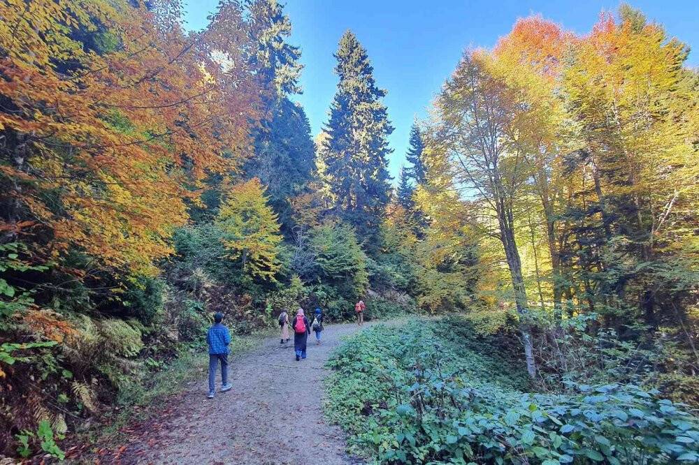 Eşsiz manzarayı görmek için canlı ağaç müzesine akın ettiler