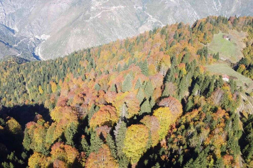 Eşsiz manzarayı görmek için canlı ağaç müzesine akın ettiler