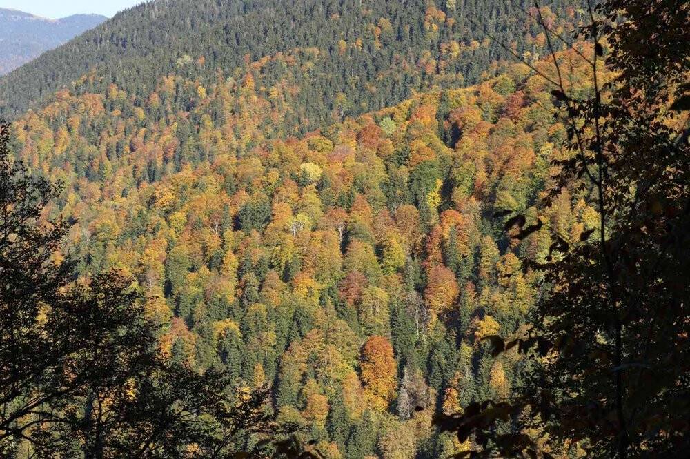 Eşsiz manzarayı görmek için canlı ağaç müzesine akın ettiler