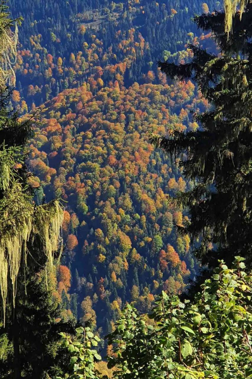 Eşsiz manzarayı görmek için canlı ağaç müzesine akın ettiler