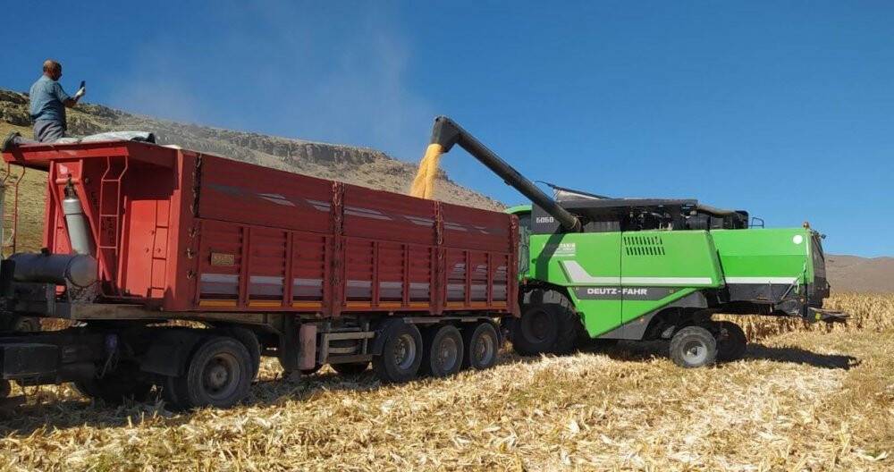Kulu’da dane mısır hasadı
