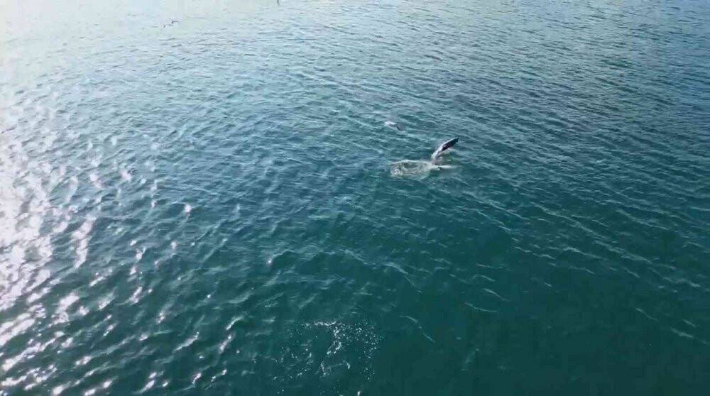 Yunusların en doğal gösterisi