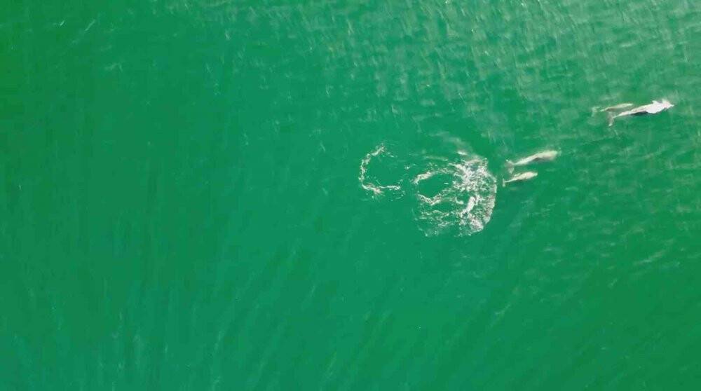 Yunusların en doğal gösterisi