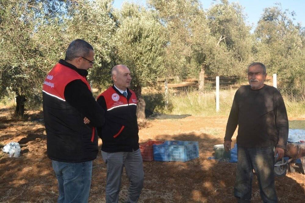 Kaymakam Özderin zeytin hasadına katıldı