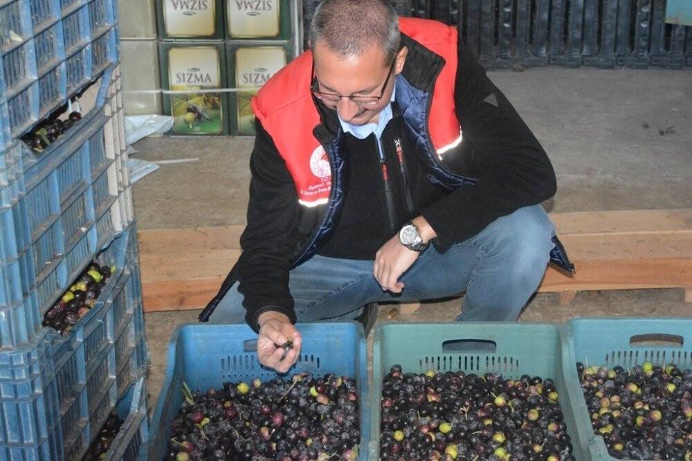 Kaymakam Özderin zeytin hasadına katıldı