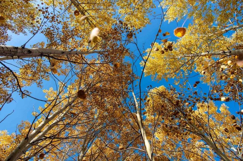Erciyes Dağı'nın eteklerinde  sonbahar güzelliği