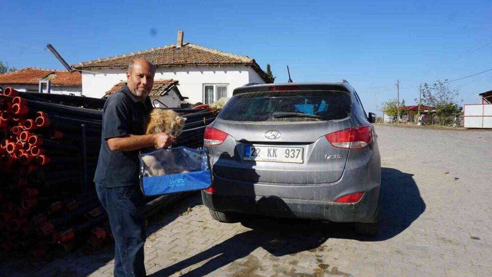 İran kedileriyle hayvan sevgisini aşılıyor