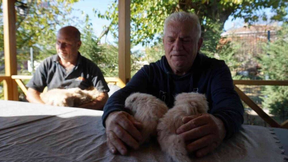 İran kedileriyle hayvan sevgisini aşılıyor