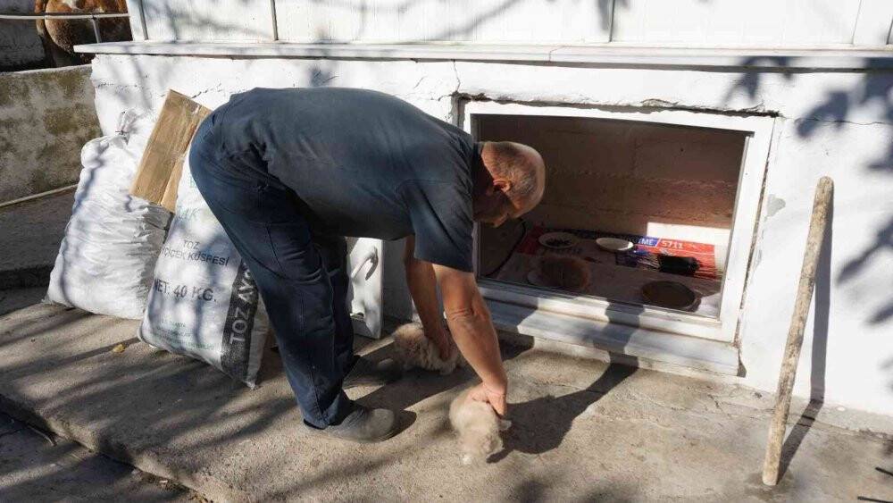 İran kedileriyle hayvan sevgisini aşılıyor