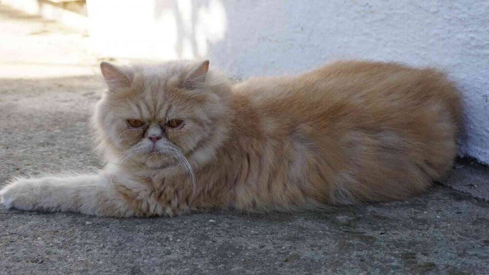 İran kedileriyle hayvan sevgisini aşılıyor