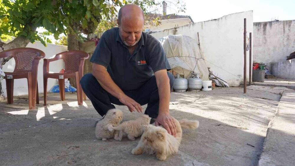 İran kedileriyle hayvan sevgisini aşılıyor