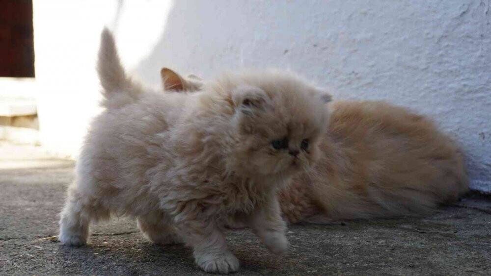 İran kedileriyle hayvan sevgisini aşılıyor