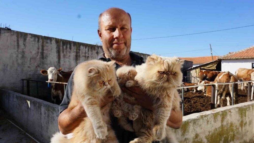 İran kedileriyle hayvan sevgisini aşılıyor