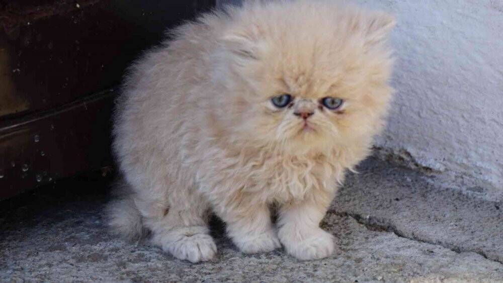 İran kedileriyle hayvan sevgisini aşılıyor